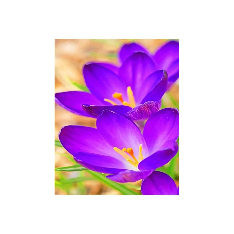 Flowers Diamond Painting